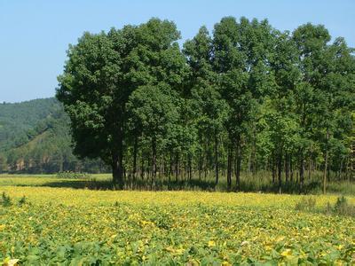 饶阳天气预报10天查询