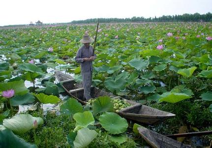 荆州洪湖天气预报_洪湖天气预报一周7天10天15天荆州洪湖天气预报,洪湖天气预报一周7天10天15天