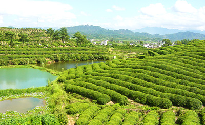 丽水松阳卯山天气