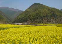 黟县五里村