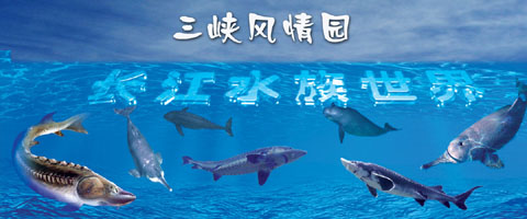 宜昌长江水族世界天气